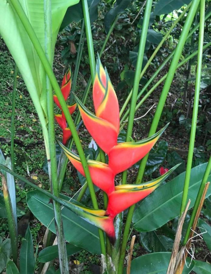 Couleur Caraibes-Cocobeach Martinique Pierre Et Vacances サント・リュス エクステリア 写真