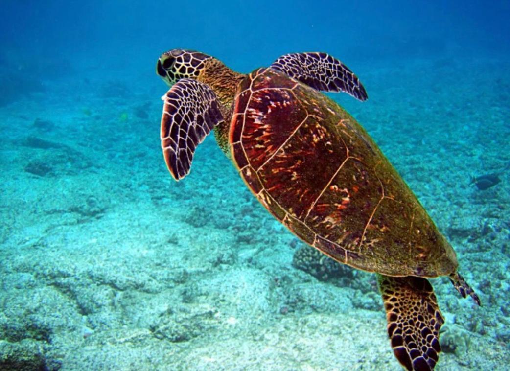 Couleur Caraibes-Cocobeach Martinique Pierre Et Vacances サント・リュス エクステリア 写真