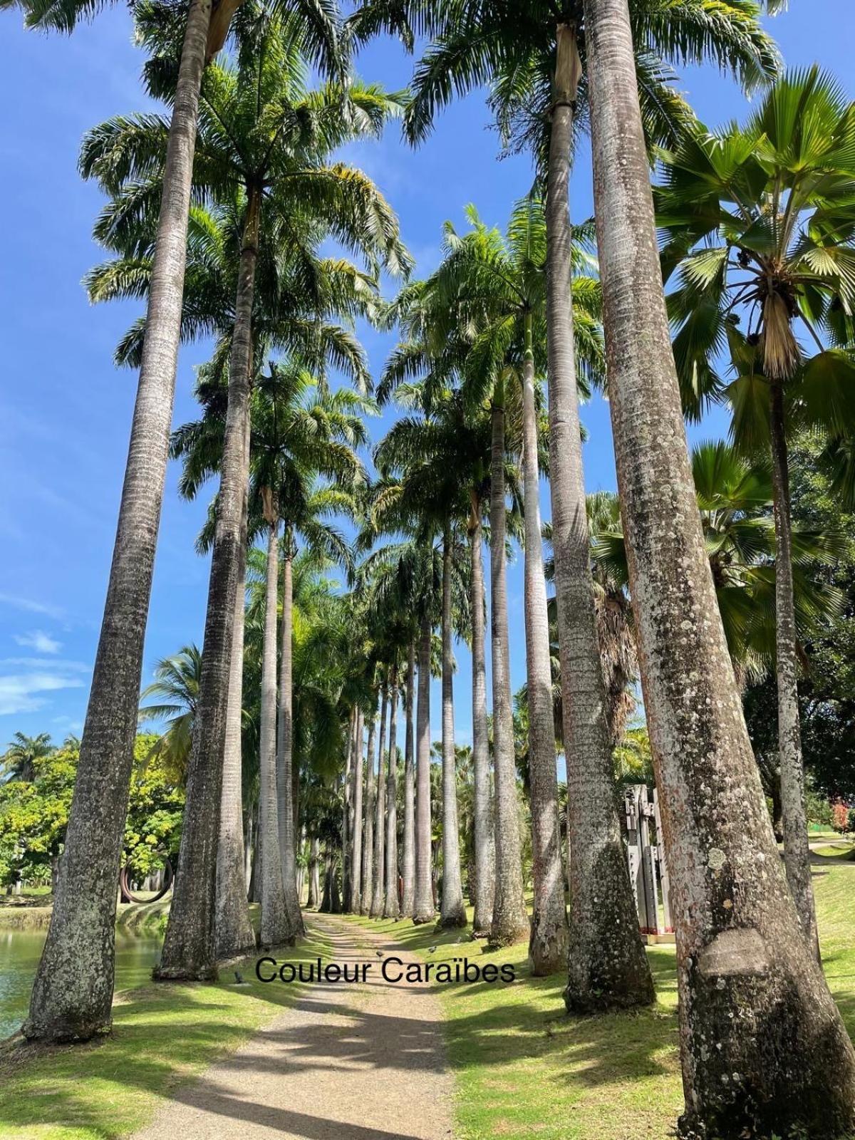 Couleur Caraibes-Cocobeach Martinique Pierre Et Vacances サント・リュス エクステリア 写真