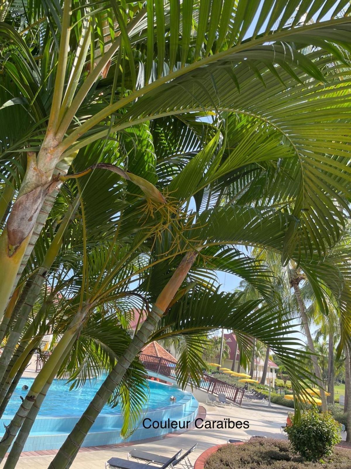 Couleur Caraibes-Cocobeach Martinique Pierre Et Vacances サント・リュス エクステリア 写真
